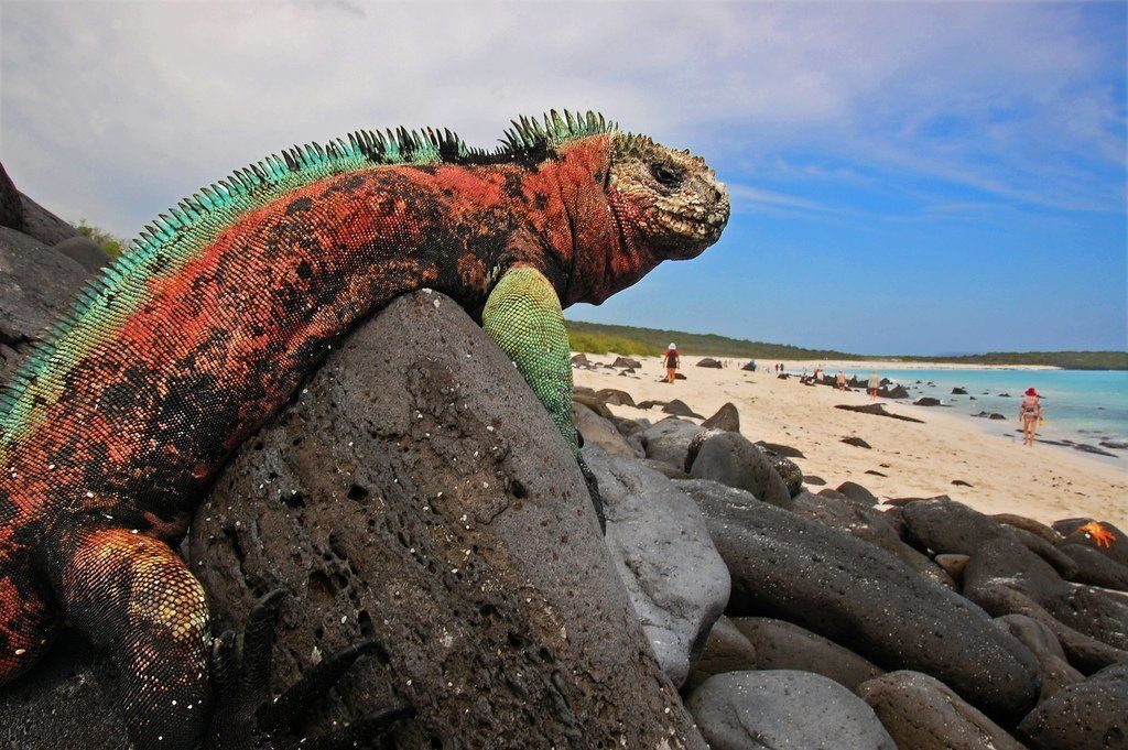 iguana_galapagos